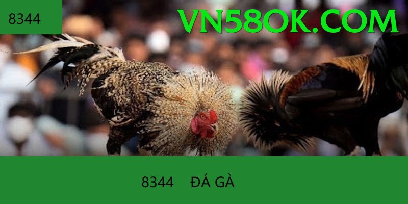 Đá Gà Trực Tiếp - Trải nghiệm tuyệt vời - Cài đặt