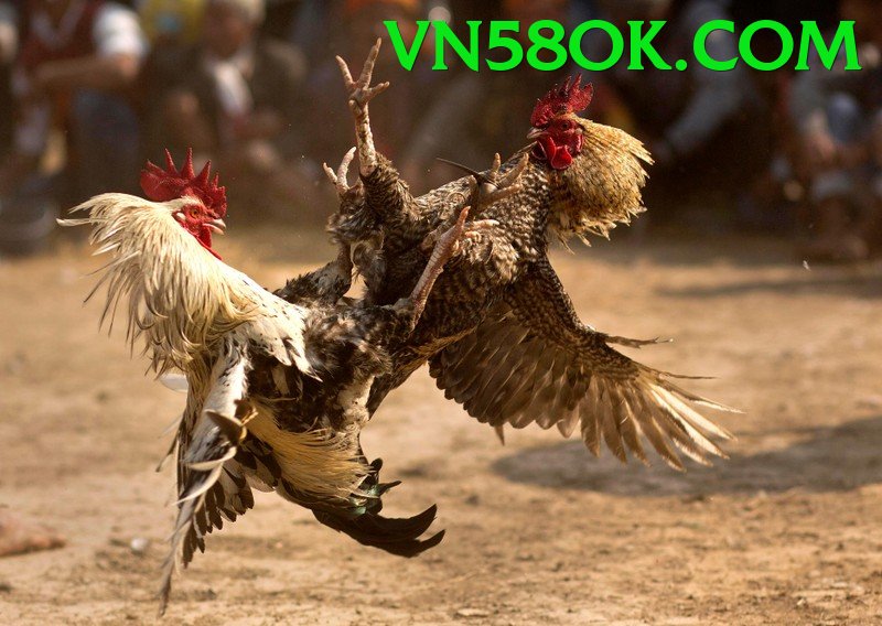 Đá Gà Trực Tiếp - Ưu đãi đặc biệt - Tải app